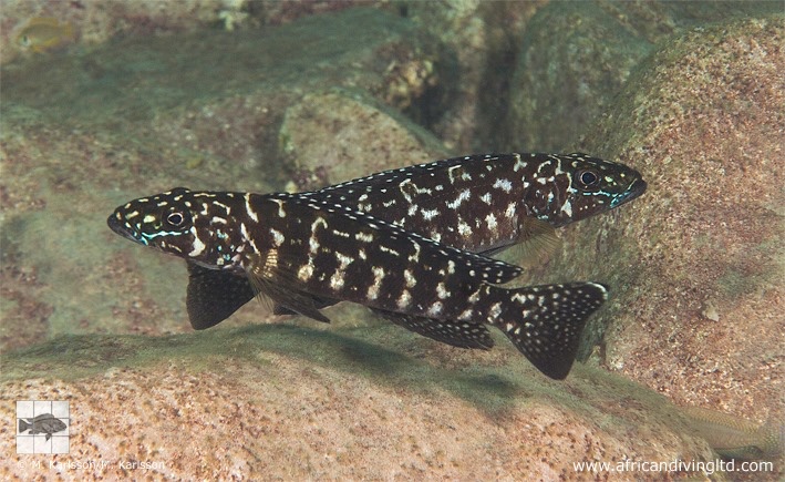 Lepidiolamprologus kendalli 'Kambwimba'